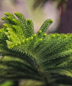 Brighter Blooms Norfolk Island Pine Tree