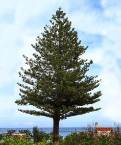 Brighter Blooms Norfolk Island Pine Tree