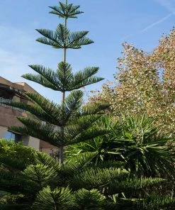 Brighter Blooms Norfolk Island Pine Tree