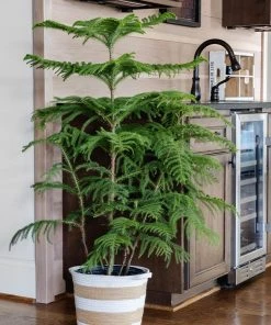 Brighter Blooms Norfolk Island Pine Tree