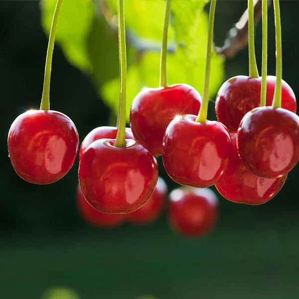 Brighter Blooms Dwarf North Star Cherry Tree 1 Brighter Blooms Dwarf North Star Cherry Tree