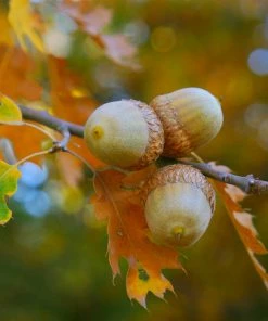 Brighter Blooms Northern Red Oak Tree Shade Trees