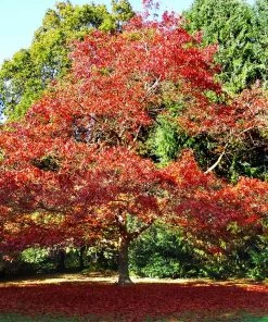 Brighter Blooms Northern Red Oak Tree Shade Trees