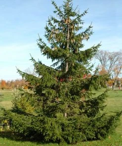 Brighter Blooms Evergreen & Privacy Norway Spruce Tree