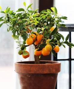 Brighter Blooms House & Patio Nules Clementine Tree