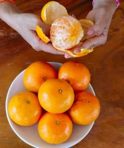Brighter Blooms Fruit Trees Nules Clementine Tree