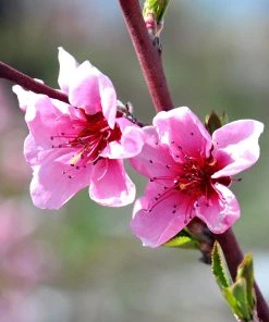 Brighter Blooms Fruit Trees O'Henry Peach Tree