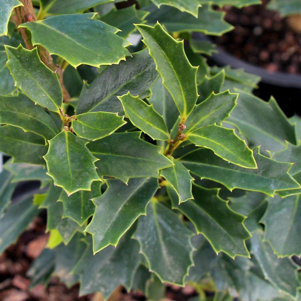 Brighter Blooms Oak Leaf™ Holly Tree Evergreen & Privacy 4 Brighter Blooms Oak Leaf™ Holly Tree Evergreen & Privacy