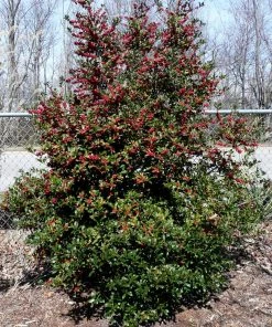 Brighter Blooms Oak Leaf™ Holly Tree Evergreen & Privacy