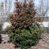 Brighter Blooms Oak Leaf™ Holly Tree Evergreen & Privacy