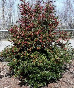 Brighter Blooms Oak Leaf™ Holly Tree Evergreen & Privacy
