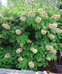 Brighter Blooms Oakleaf Hydrangea Shrub Shrubs & Hedges