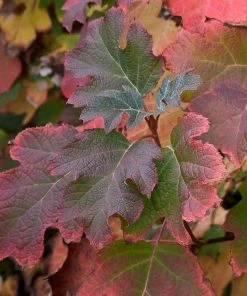 Brighter Blooms Oakleaf Hydrangea Shrub Shrubs & Hedges