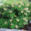 Brighter Blooms Oakleaf Hydrangea Shrub Shrubs & Hedges