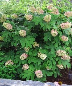 Brighter Blooms Oakleaf Hydrangea Shrub Shrubs & Hedges