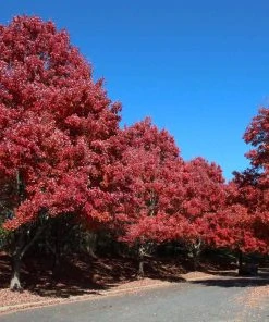 BrighterBlooms.com Shade Trees October Glory Maple Tree
