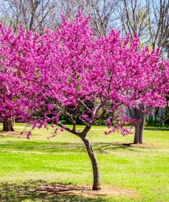 Brighter Blooms Flowering Trees Oklahoma Redbud Tree