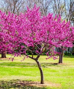 Brighter Blooms Flowering Trees Oklahoma Redbud Tree