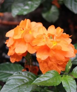 Brighter Blooms Orange Marmalade Crossandra SHOP ALL