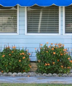 Brighter Blooms Orange Marmalade Crossandra SHOP ALL