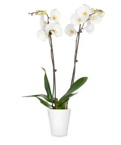 Brighter Blooms SHOP ALL Orchid Plant In White Pot