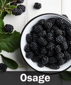 Brighter Blooms 3-in-1 Blackberry Bush 11 Brighter Blooms 3-in-1 Blackberry Bush