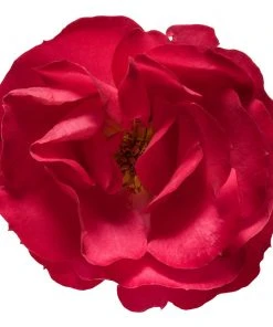 Brighter Blooms Roses Oso Easy'® Double Red Rose