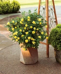 Brighter Blooms Oso Easy'® Lemon Zest Rose