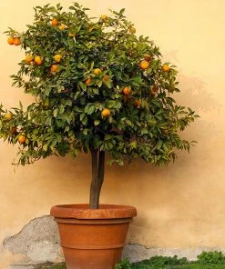 Brighter Blooms Owari Satsuma Tree Citrus Trees