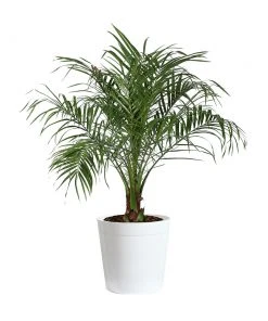 Brighter Blooms Pygmy Date Palm Tree