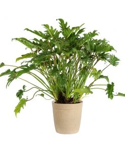 Brighter Blooms Xanadu Philodendron (Winterbourn) Plant