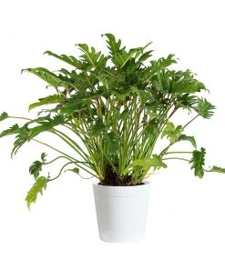 Brighter Blooms Xanadu Philodendron (Winterbourn) Plant