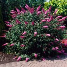 Brighter Blooms Shrubs & Hedges Pink Delight Butterfly Bush
