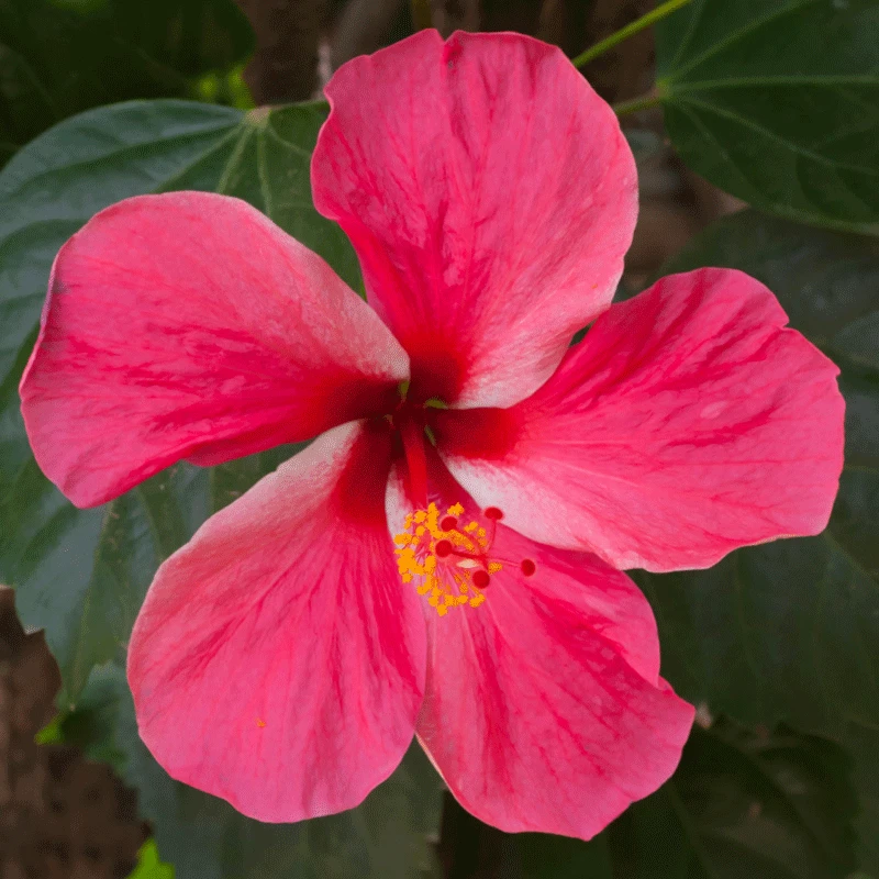 Brighter Blooms Pink Tropical Hibiscus Shrub 2 Brighter Blooms Pink Tropical Hibiscus Shrub