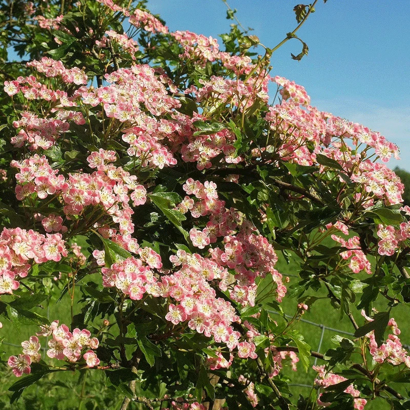 Brighter Blooms Pinkie Indian Hawthorn Shrub 3 Brighter Blooms Pinkie Indian Hawthorn Shrub