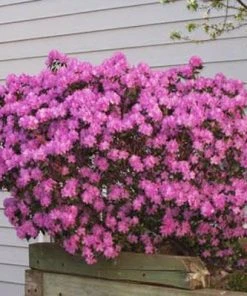 Brighter Blooms PJM Rhododendron Shrub