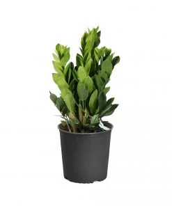 Brighter Blooms ZZ Plant