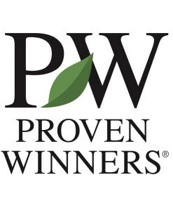 Brighter Blooms Little Lime® Hydrangea Shrub