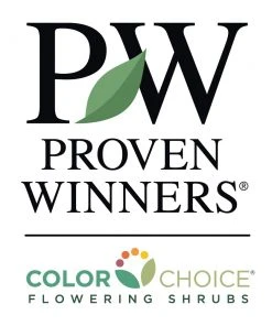 Brighter Blooms Sprinter® Boxwood Shrub 9 Brighter Blooms Sprinter® Boxwood Shrub