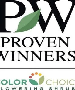 Brighter Blooms Lo And Behold Bluechip Butterfly Bush SHOP ALL