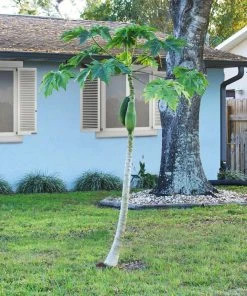 Brighter Blooms Papaya Tree Fruit Trees