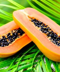 Brighter Blooms Papaya Tree Fruit Trees