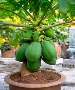 Brighter Blooms Papaya Tree Fruit Trees