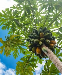 Brighter Blooms Papaya Tree Fruit Trees