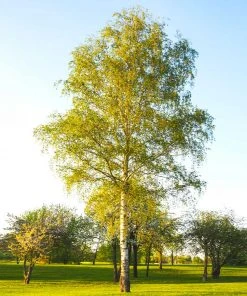 Brighter Blooms White Birch Tree 9 Brighter Blooms White Birch Tree