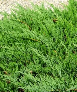 Brighter Blooms Parson’s Juniper Juniper Trees