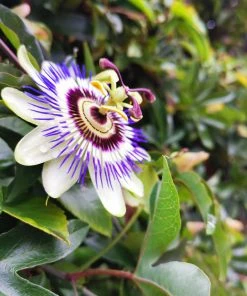 Brighter Blooms Passion Fruit Vine Fruit Trees