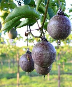 Brighter Blooms Passion Fruit Vine Fruit Trees