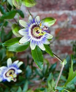 Brighter Blooms Passion Fruit Vine Fruit Trees