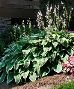 Brighter Blooms Patriot Hosta